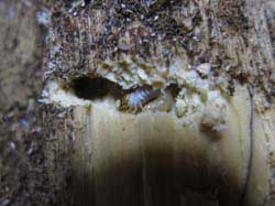 産卵木の中にいたノコギリクワガタ幼虫