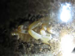 ノコギリクワガタ♂の蛹