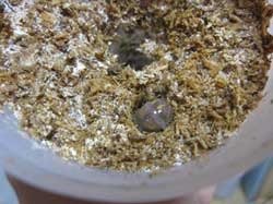 初齢幼虫・２齢幼虫の場合は空気穴の横に小さな穴を開けて投入