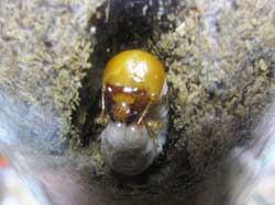 発酵マット内のオオクワ幼虫
