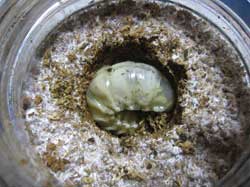 菌糸ビンにオオクワ幼虫を投入