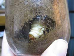 蛹室を作るノコギリクワガタ幼虫のオス