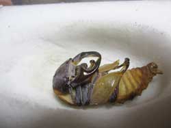 羽化直前のオオクワガタ♂の蛹