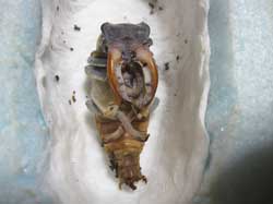 人工蛹室に移したミヤマクワガタ蛹
