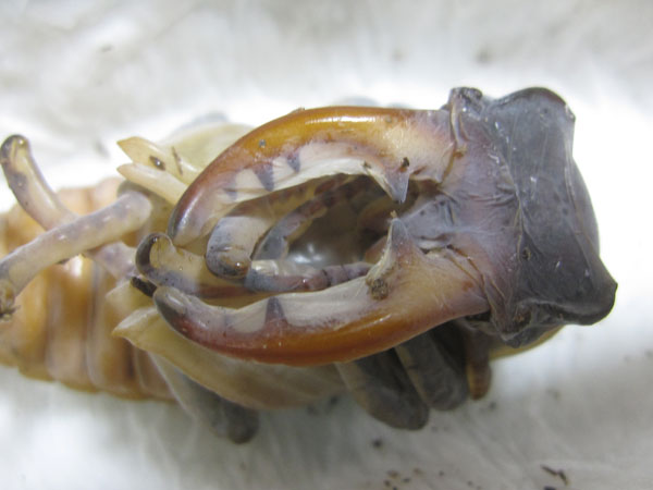 ミヤマクワガタ蛹の頭