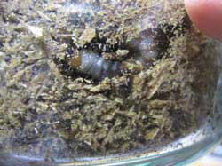 発酵マットを食べる幼虫