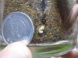 １円玉とノコギリクワガタ幼虫の比較