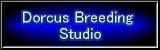 Dorcus Breeding Studio
