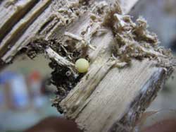 産卵木に産卵したオオクワガタの卵