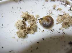 オオクワガタの初齢幼虫も発見