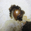 菌糸ビン内のオオクワ幼虫♀