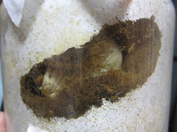 蛹室作成中のオオクワガタ幼虫