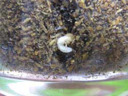 孵化したノコギリクワガタの幼虫