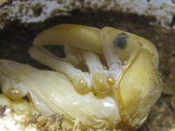 目が形成されたオオクワガタ♂の蛹